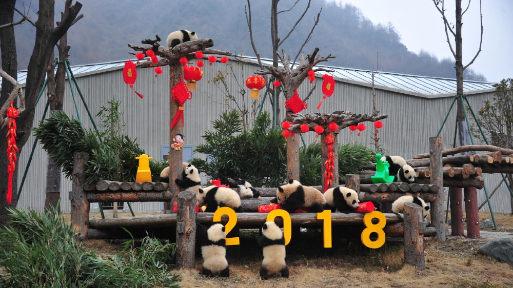 中国大熊猫保护研究中心１７只熊猫宝宝集体亮相贺新春