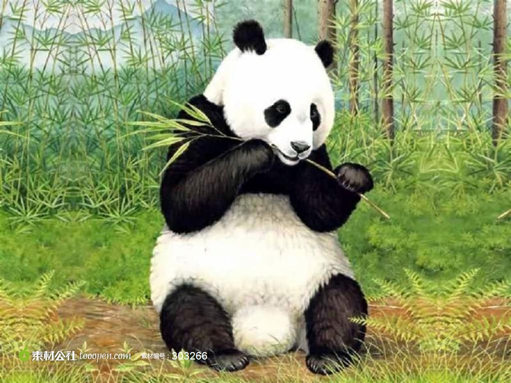 大熊猫为什么偏爱吃竹子?秘密大公开!
