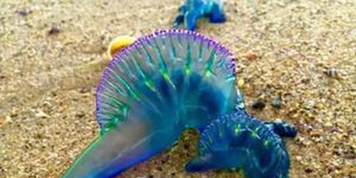 游玩泰国湾海域要小心剧毒水母
