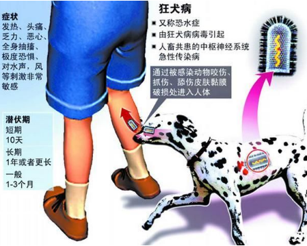 泰国13个府被列为狂犬病高发区