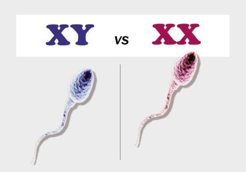 科学家：Y染色体快速退化终将消失 男性会怎样？