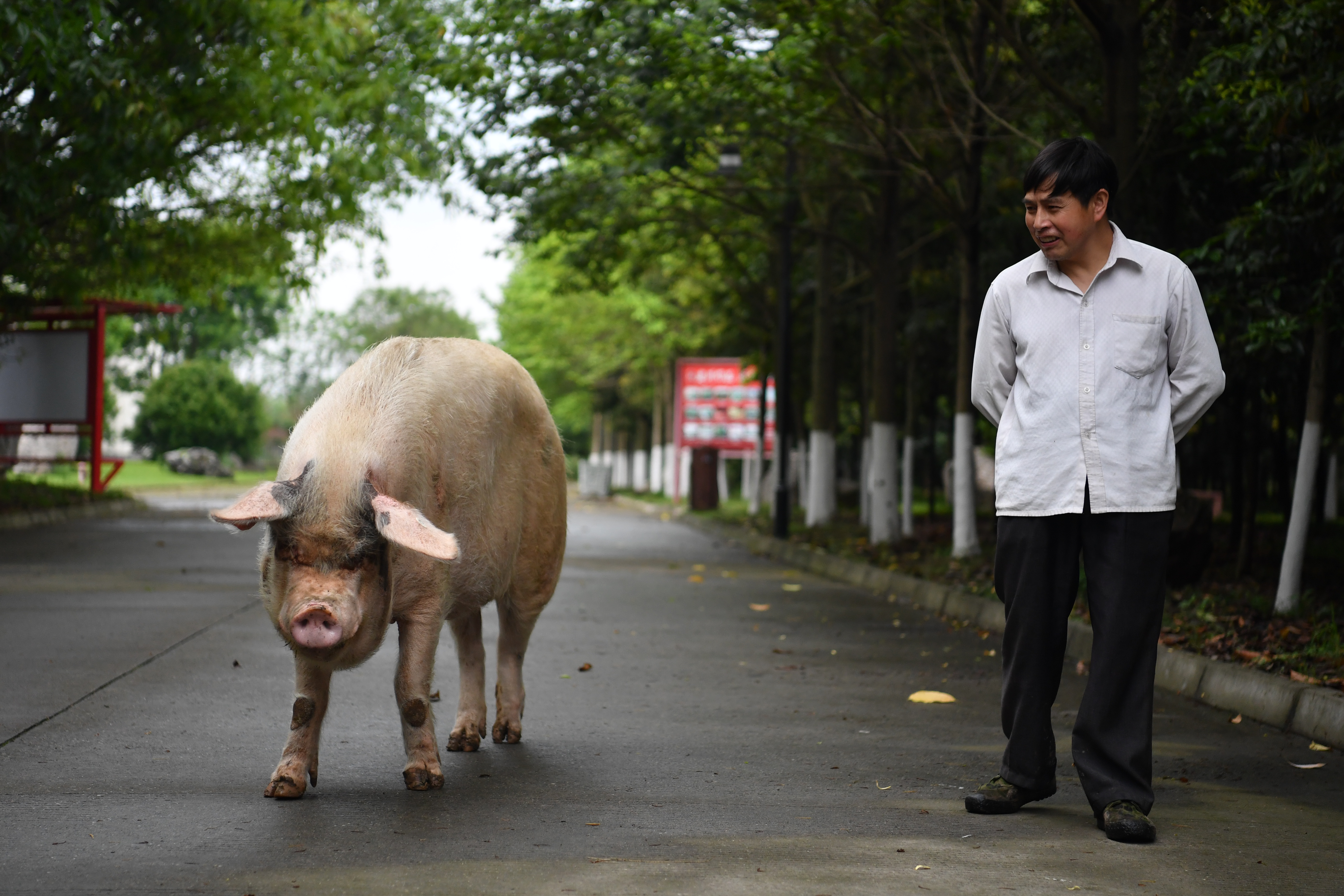 汶川地震“猪坚强”伤病痊愈 恢复每日散步计划
