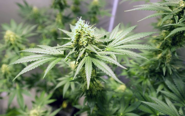 新西兰将于2019年对大麻合法化进行投票