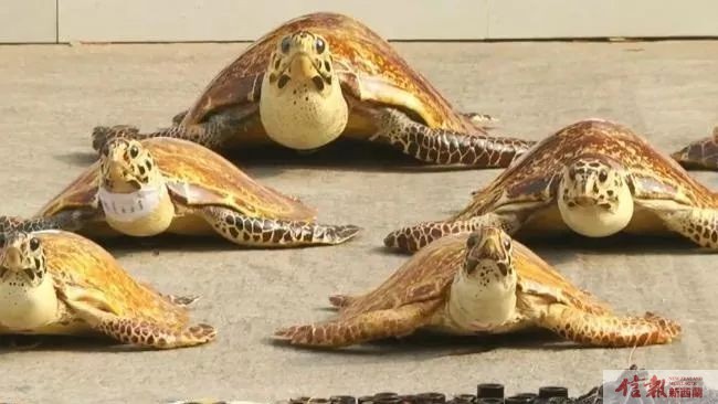 彭于晏的一句话背后，是几千条生命在死去(组图)