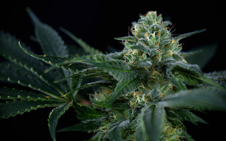 调查发现，75%的毛利人支持大麻合法化