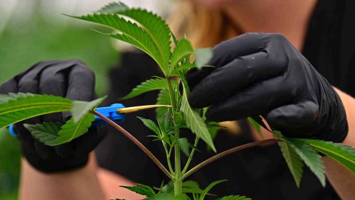 新西兰政府正式宣布：大麻合法化2020年全民公投
