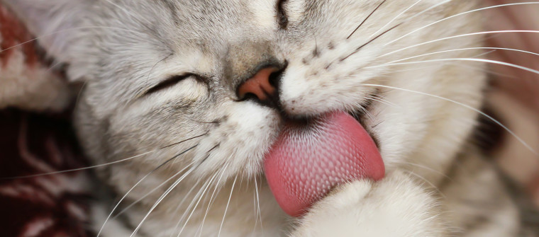 对猫过敏？新西兰25%教室含有猫过敏原足以引发哮喘