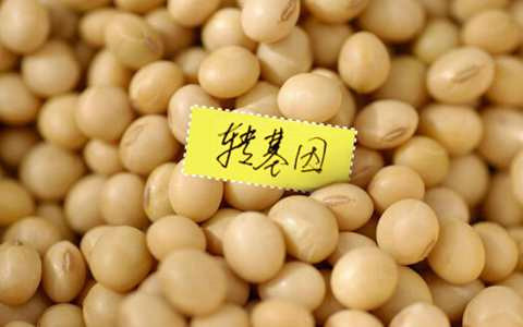 什么是转基因作物？能靠外观判断吗？人能吃吗？(图)