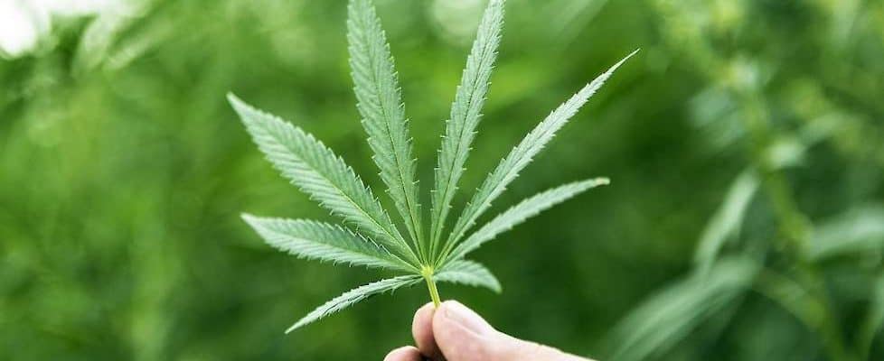 英国医学大麻专家本周开始教授新西兰全科医生如何开具大麻药物处方