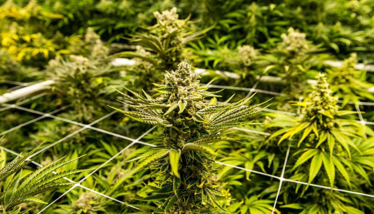 英国专家：大多数全科医生对大麻了解不充分 不具备开处方能力