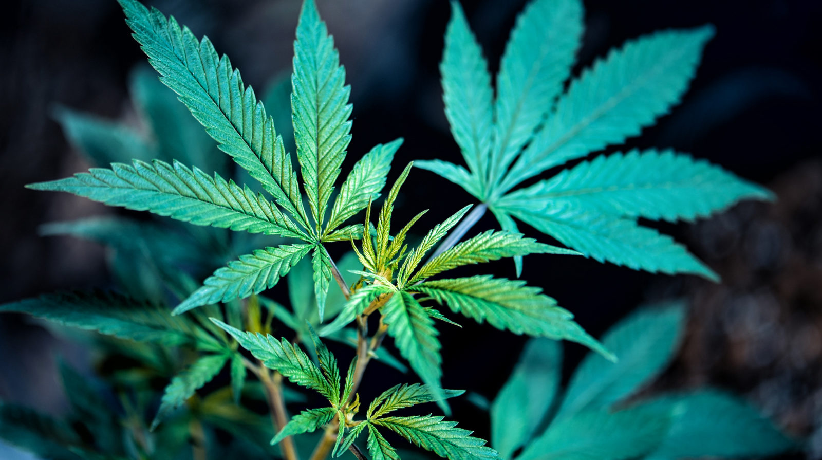 新西兰政府将披露药用大麻监管细节