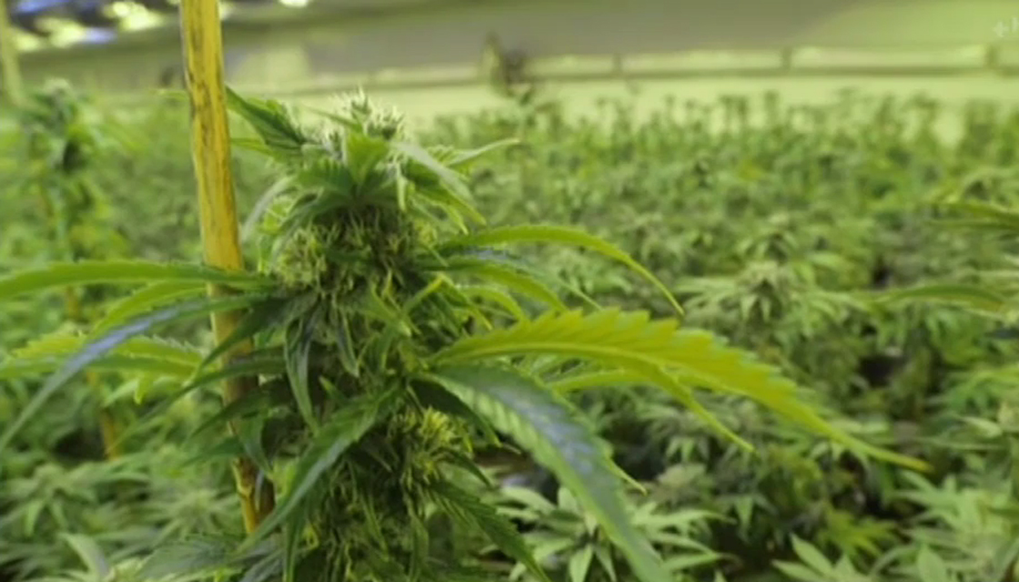 新西兰国家党：药用大麻法案存在漏洞