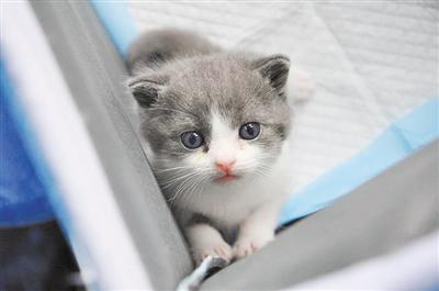 呆萌！中国首只自主培育的克隆猫诞生 取名“大蒜”(视频)