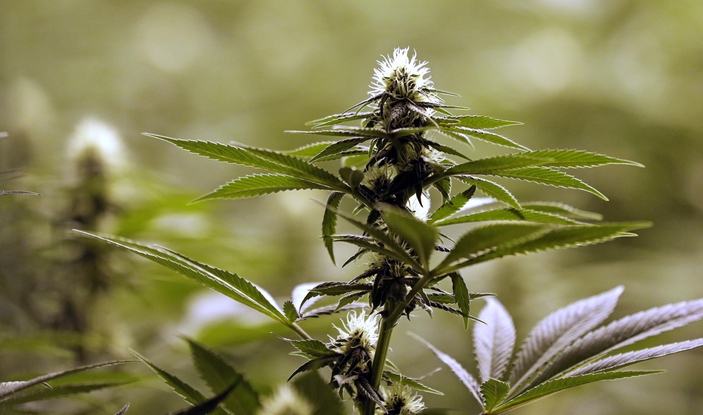 新西兰卫生部：因大麻住院的病例数翻番