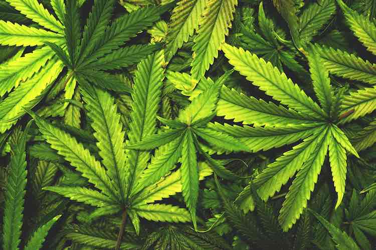 海伦·克拉克基金会呼吁新西兰人在大麻公投中投赞成票