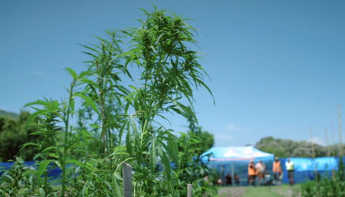 你种过大麻吗？新西兰公开招聘大麻种植专家