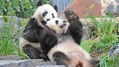 中国大熊猫“网网”和“福妮”将继续在澳居住5年