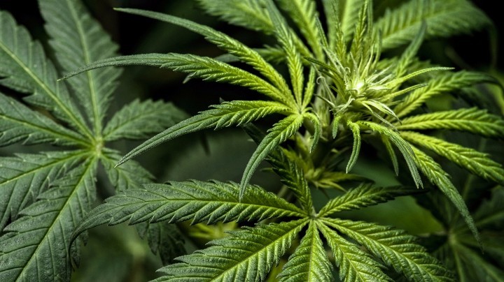 新西兰为大麻合法化、生命终止选择公投做最后准备