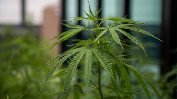 警方对瓦纳卡地区进行毒品搜查 逮捕一男子