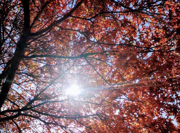 Sunny – 基督城封城日记8