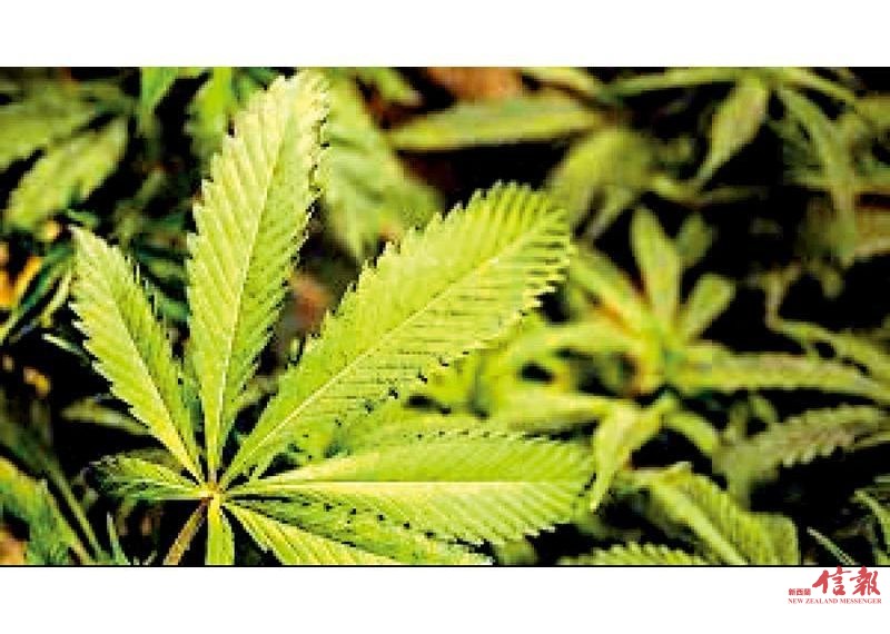 政府确认将在9月份全民公投决定最终的大麻立法
