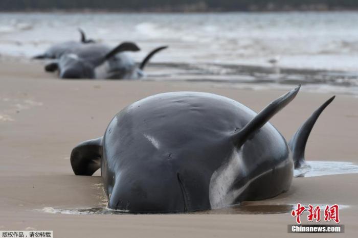 揪心！新西兰约100头领航鲸和海豚搁浅死亡
