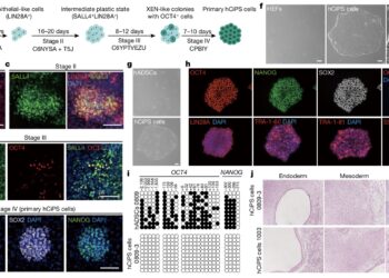 中国生命科学研究新突破：化学小分子完整逆转人体细胞“发育时钟”