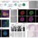 中国生命科学研究新突破：化学小分子完整逆转人体细胞“发育时钟”