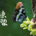 今日惊蛰，万物惊喜