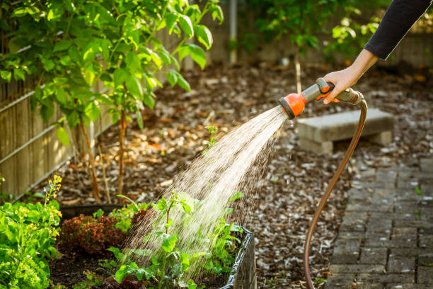 Watering salad in raised bed in garden. Gardening in spring time.