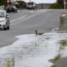 基督城Anzac长周末迎回晴空，气温回升全岛“冰火两重天”！